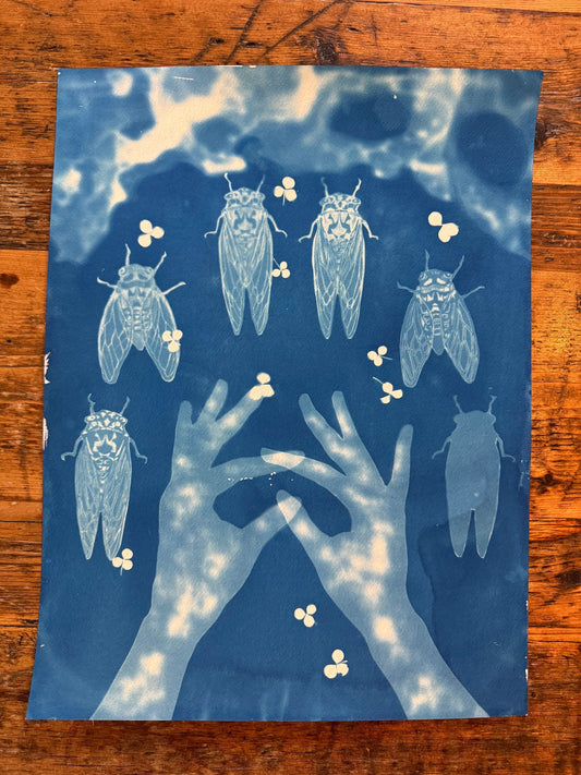 Lauryn Welch "Cicada Arcana"  Cyanotype on paper 1/1